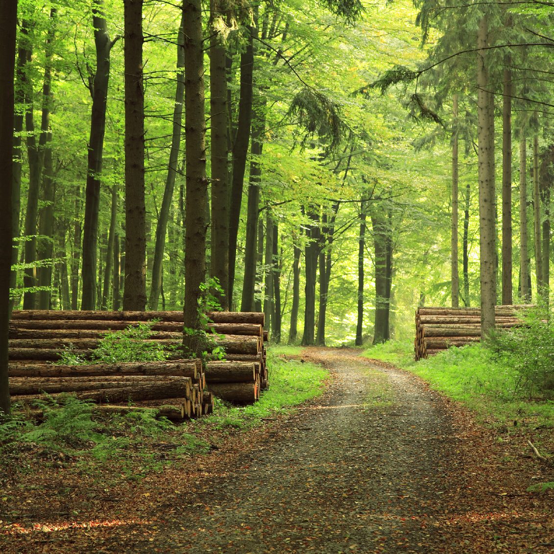 Der Weg verläuft nicht immer gerade Wald mit Straße
